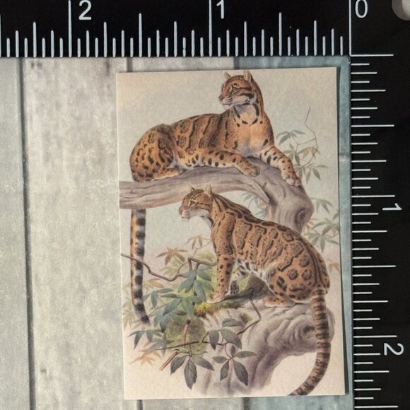 🌀10/$10🌀 Classic Vicious Cats Lion Tiger Cheetah Reusable Washi Sticker Decal - Picture 1 of 1